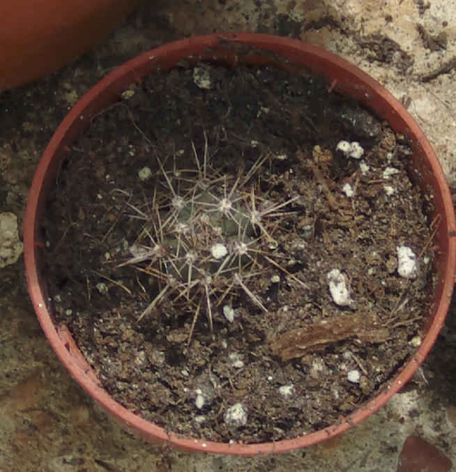 echinopsis5.jpg