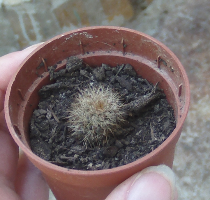 echinopsis6.jpg