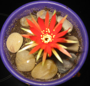 Echinopsis_arachnacantha_05_2.jpg