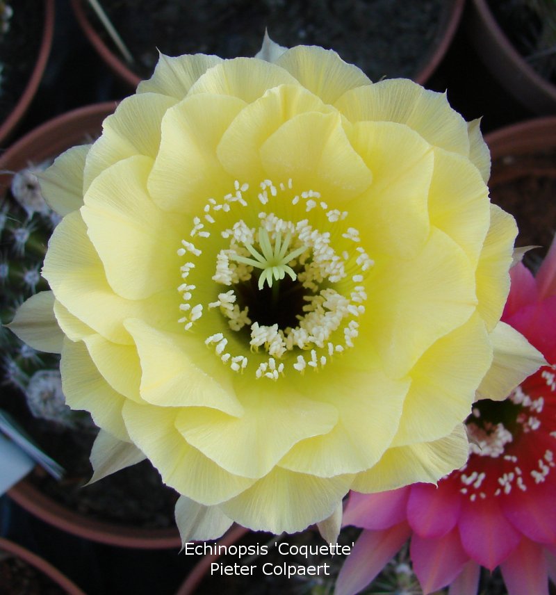 Echinopsis_coquette.jpg
