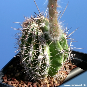 Echinopsis_cv._Haku-jo_Maru_5683_m.jpg