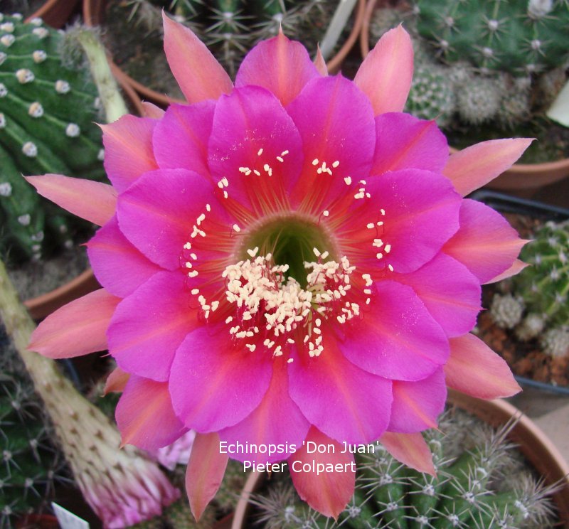 Echinopsis_donjuan.jpg