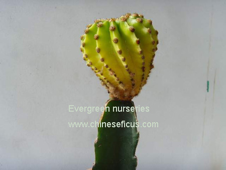 Echinopsis_Eyriesii_variegata_.jpg