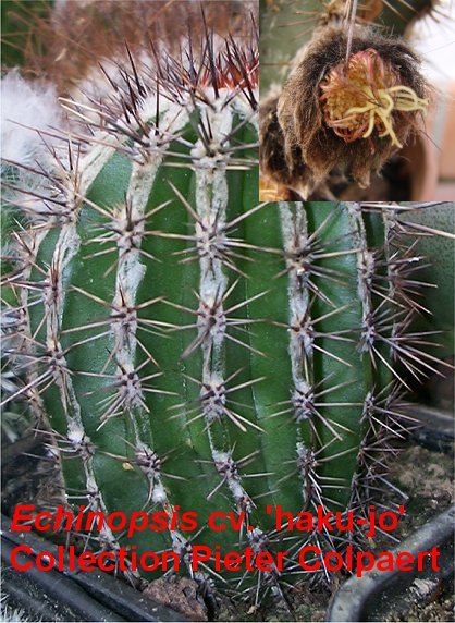 Echinopsis_haku-jo.jpg