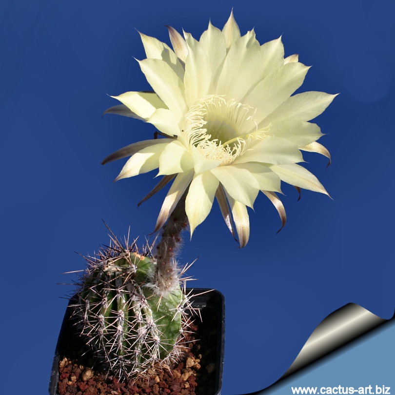 Echinopsis_hakujo_blooming_810.jpg