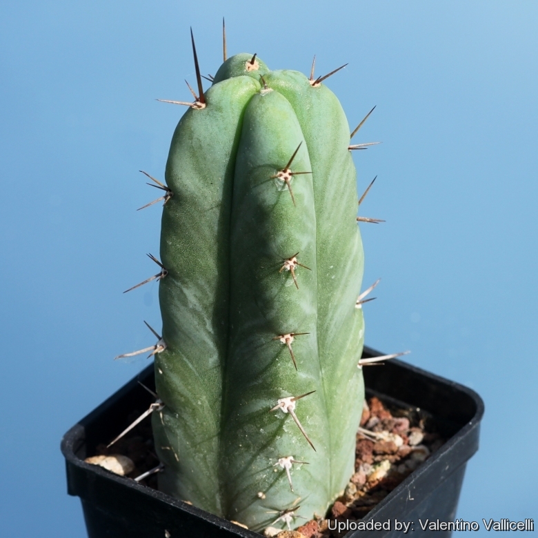 Echinopsis_pachanoi_f._quadricostatus_18030_l.jpg