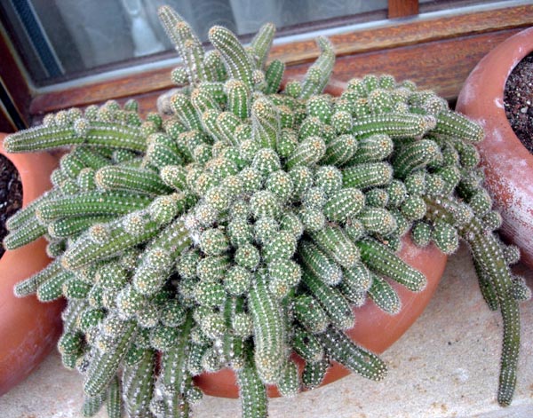 echinopsis_silvestrii.jpg