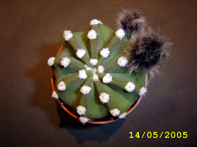 echinopsis_subdenudata%7E0.jpg