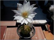 Echinopsis_Subdenudata.jpg