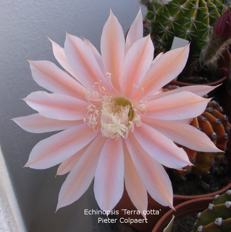 Echinopsis_terracotta.jpg