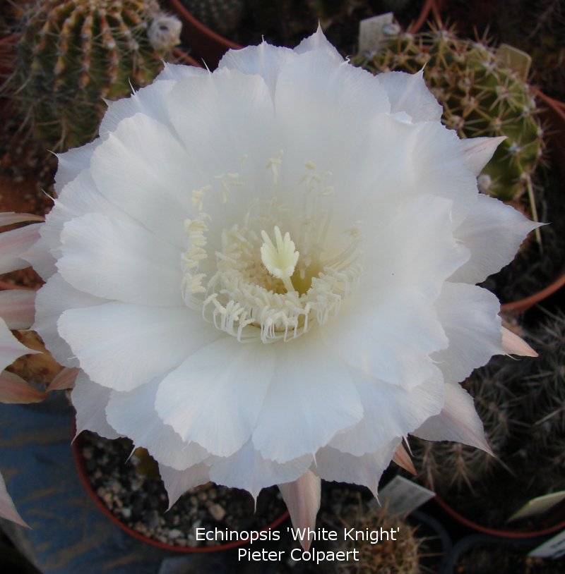 Echinopsis_whiteknight.jpg
