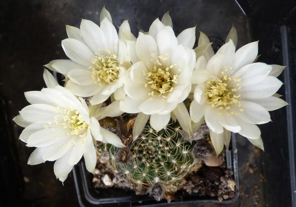 Echinopsisarachnacanthaalbiflora03_zpscc4025ae.jpg