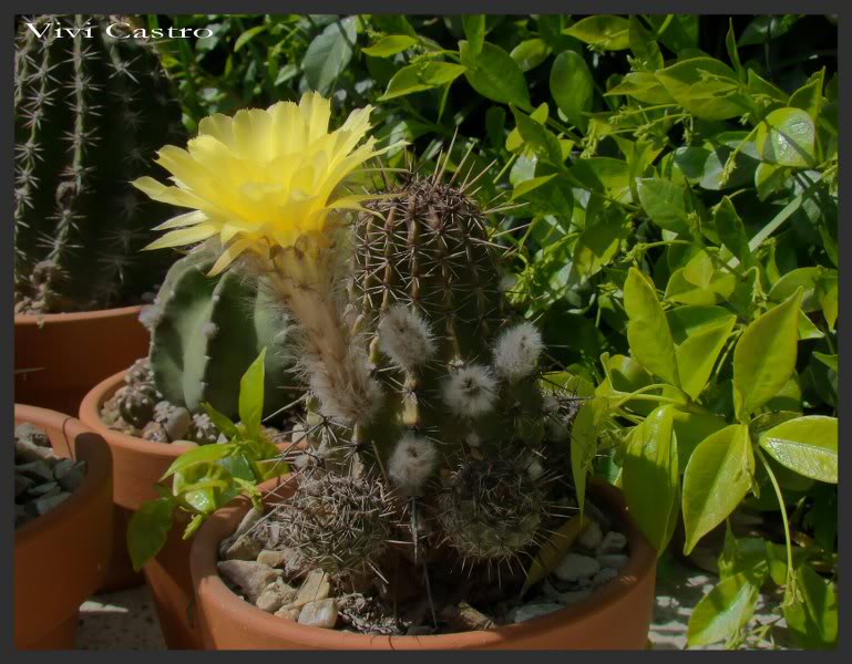 Echinopsisaurea2.jpg