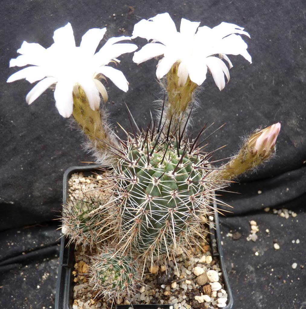 Echinopsisaureifloraalbiflora03_zps21679c00.jpg