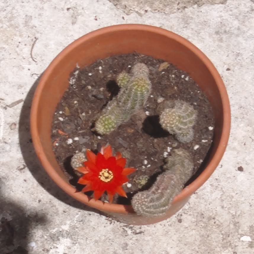 echinopsischamaecereusconlaflorabierta.jpg