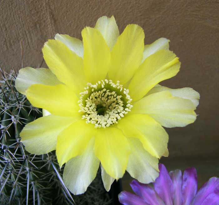 echinopsisflorhibrido.jpg