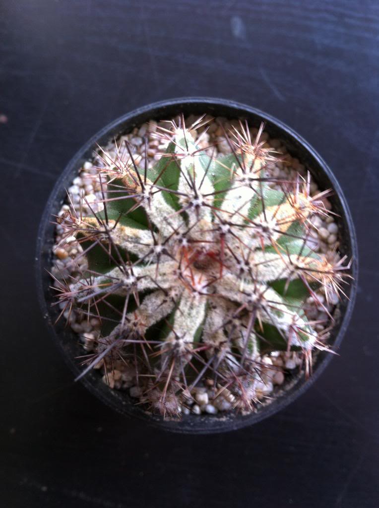 echinopsishakujo_zps27029480.jpg