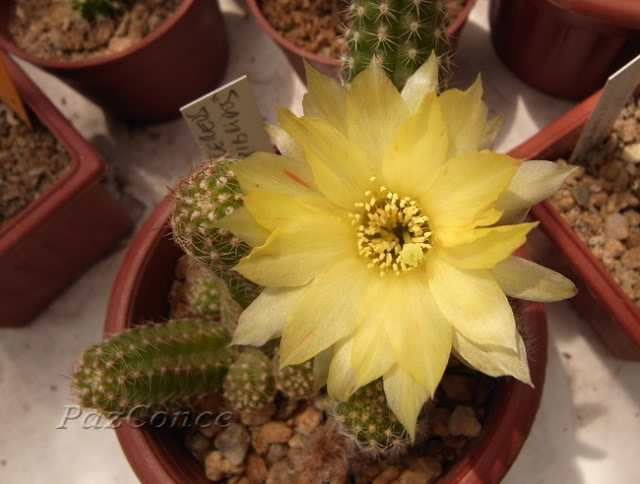 Echinopsishibridoamarillo.jpg