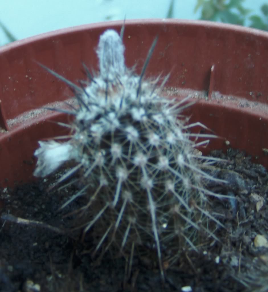 echinopsismirabilisconcapullonuevo.jpg