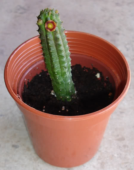echinopsisrepens08_2008.jpg