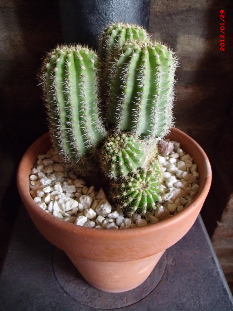 Echinopsisschickendantzii_zpscf34dd06.jpg