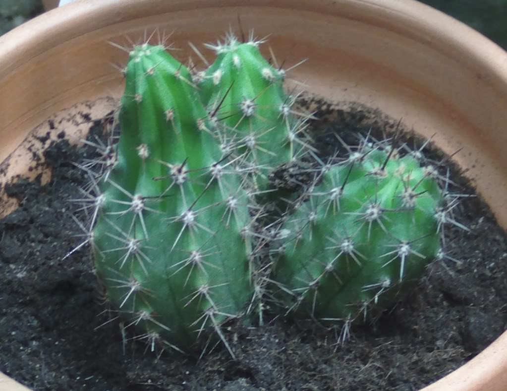 echinopsissinid.jpg
