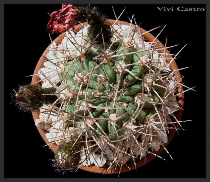 EchinopsisthionanthaferrariexAcanthocalyciumvariiflorum2_692x600.jpg