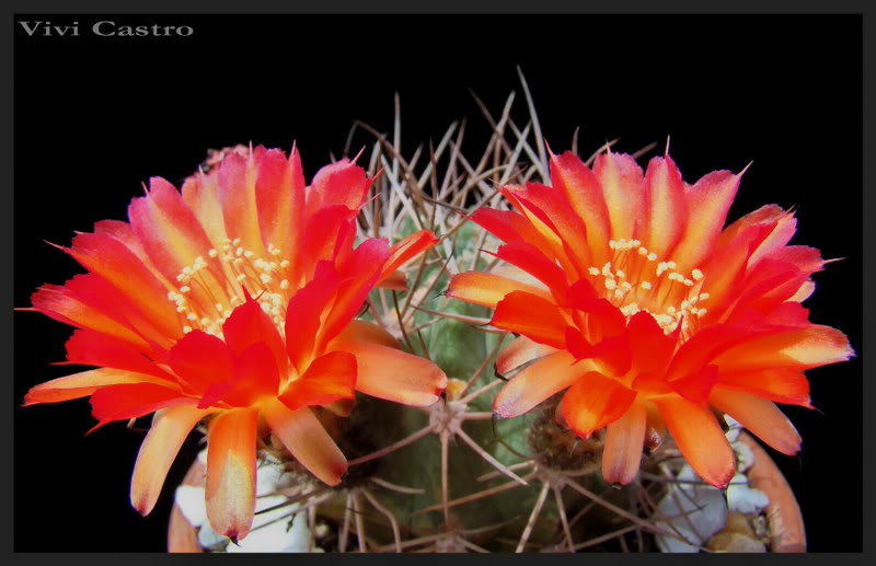 EchinopsisthionanthaferrariexAcanthocalyciumvariiflorum5_800x517.jpg