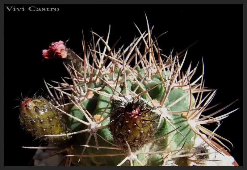EchinopsisthionanthaferrariexAcanthocalyciumvariiflorum_800x552.jpg
