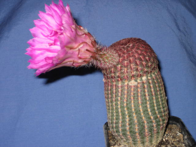 echinorubris1.jpg