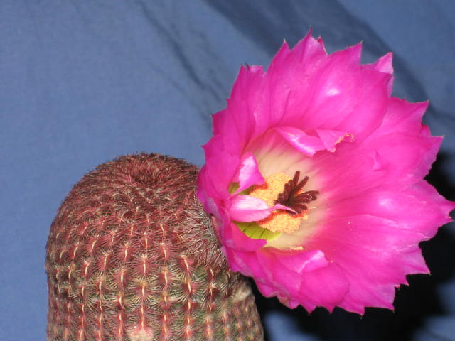 echinorubris2.jpg