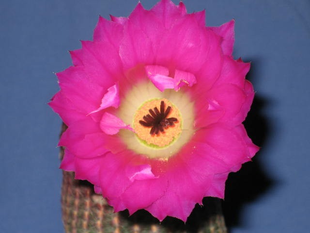 echinorubris3.jpg