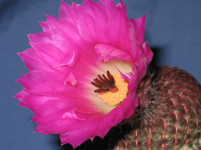 echinorubris4.jpg