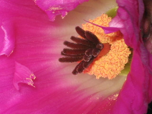 echinorubris5.jpg
