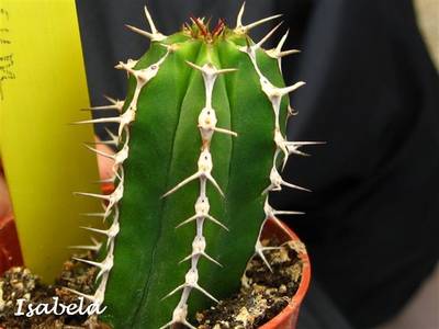echinus_isabela.jpg