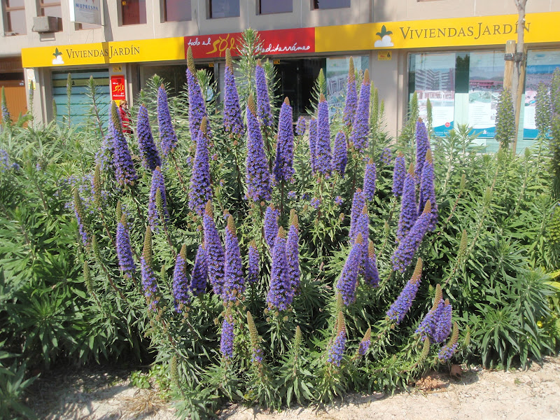 echium+candicans.JPG