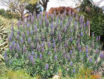 echium-fastuosum.jpg