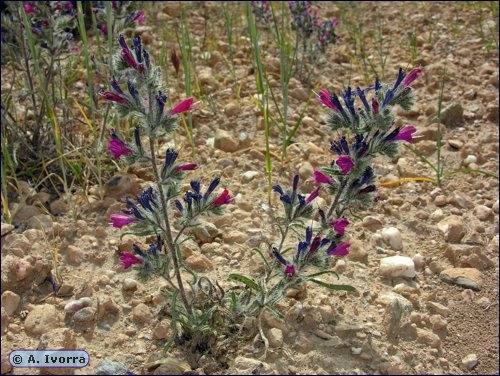 echium-humile-pycnanthum04.jpg