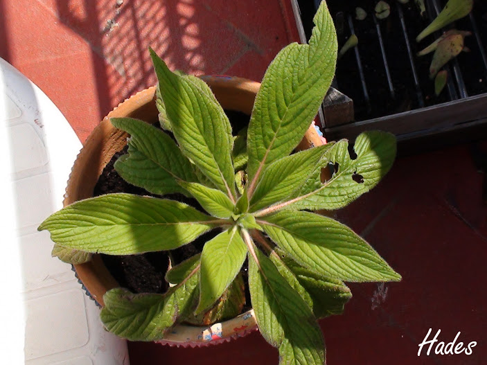 echium.jpg