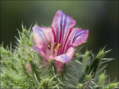 echium-vulgare---ssp-pustulatum_1.jpg