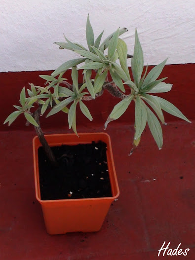 echium2.jpg