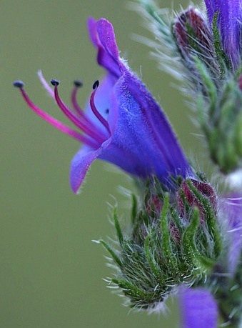 echium_flor.jpg