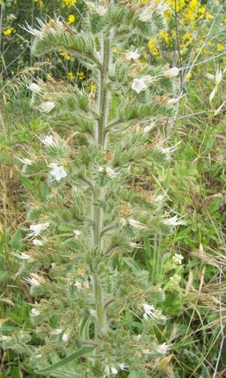 echium_italicum_4.jpg