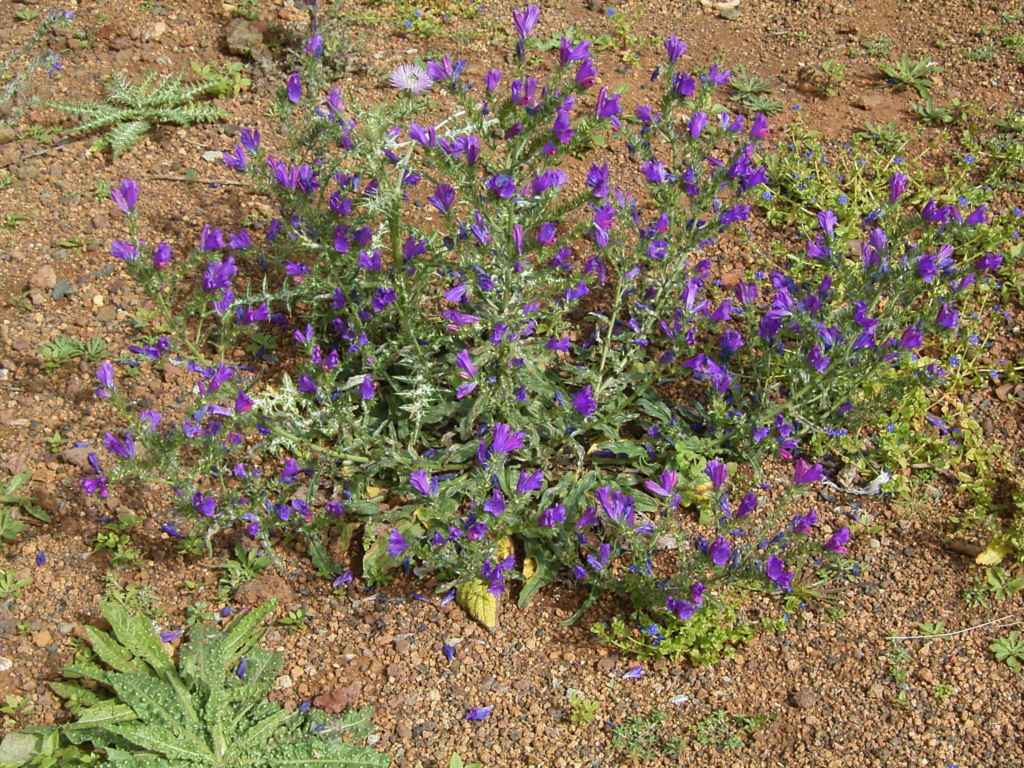 Echium_plantagineum_(Puntallana)_01.jpg