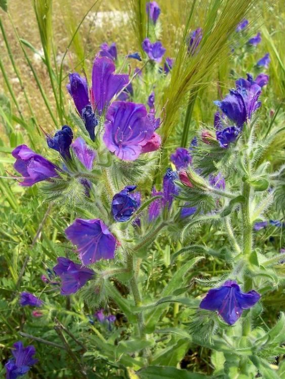 echium_plantagineum_8.jpg