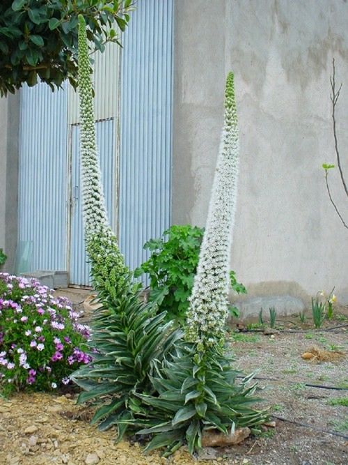 Echium_simplex.jpg