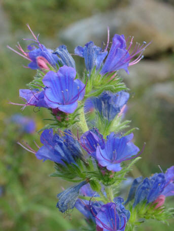 echium_vulgare.jpg