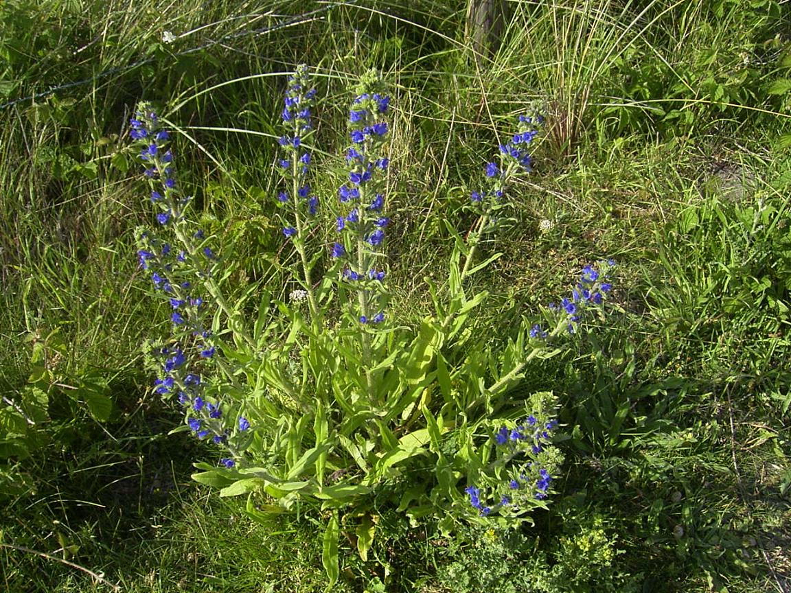 EchiumVulgare-plant1-hr.jpg