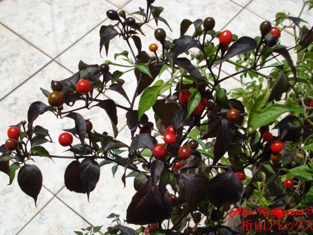 ecuap%20%5B640x480%5D.JPG