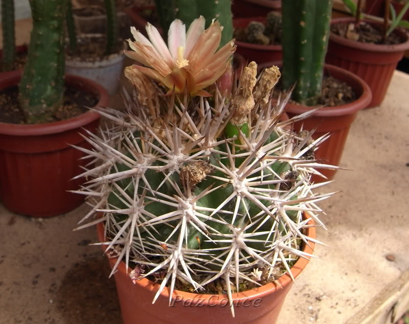 Ecurvispina_tuberisulcata1.jpg